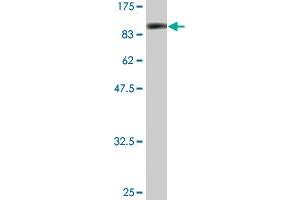 Western Blot detection against Immunogen (86. (SMAD4 antibody  (AA 1-552))