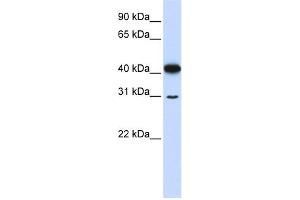 WB Suggested Anti-OVOL2 Antibody Titration:  0. (OVOL2 antibody  (N-Term))