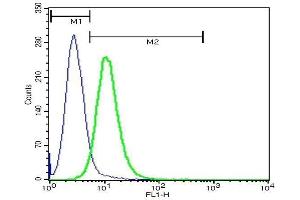 U937 cells probed with Rabbit Anti-LRP1/CD91 Polyclonal Antibody, FITC Conjugated . (LRP1 antibody  (AA 4451-4545))