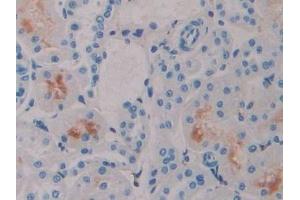 Detection of IFNa4 in Rat Kidney Tissue using Polyclonal Antibody to Interferon Alpha 4 (IFNa4) (IFNA4 antibody  (AA 33-189))