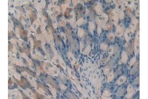 DAB staining on IHC-P; Samples: Mouse Stomach Tissue (HAO1 antibody  (AA 113-369))