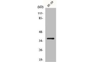Western Blot analysis of HT29 cells using GIMAP2 Polyclonal Antibody (GIMAP2 antibody  (Internal Region))