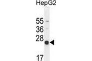 Western blot analysis in HepG2 cell line lysates (35ug/lane) using NUDT15  Antibody (C-term). (NUDT15 antibody  (C-Term))