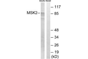 Western blot analysis of extracts from RAW264. (MSK2 antibody  (Thr568))