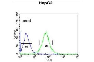 ACER3 Antibody (C-term) (ABIN652900 and ABIN2842581) flow cytometric analysis of HepG2 cells (right histogram) compared to a negative control cell (left histogram). (ACER3 antibody  (C-Term))