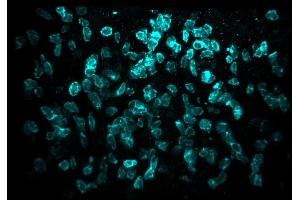 Immunofluorescence analysis of entire human tonsil tissue sample, optical cleared with BABB, using CD8 (3ALB177, 10 μg/mL) monoclonal LIMAAbody®, Alexa Fluor® 647 on Zeiss LS7. (Recombinant CD8 antibody  (Extracellular Domain) (Atto 565))