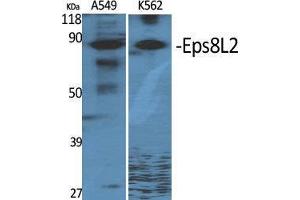 Western Blot (WB) analysis of specific cells using Eps8L2 Polyclonal Antibody. (EPS8-Like 2 antibody  (N-Term))