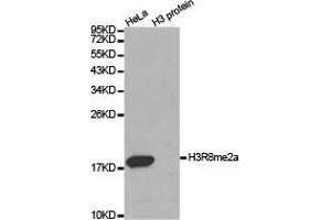 Western blot analysis of extracts of HeLa cell line and H3 protein expressed in E. (Histone 3 antibody  (H3R8me2a))