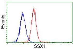 Image no. 2 for anti-Synovial Sarcoma, X Breakpoint 1 (SSX1) antibody (ABIN1501160) (SSX1 antibody)
