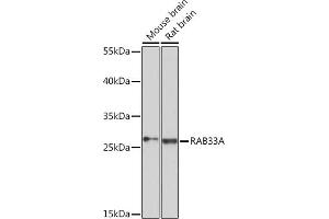 Western blot analysis of extracts of various cell lines, using RA Rabbit pAb (ABIN7269807) at 1:3000 dilution. (RAB33A antibody  (AA 118-237))