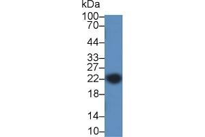 Western Blotting (WB) image for anti-Caveolin 1, Caveolae Protein, 22kDa (CAV1) (AA 2-104) antibody (ABIN7431323)