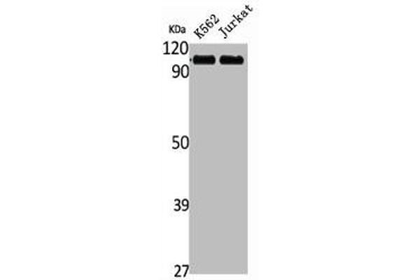 Striatin antibody  (C-Term)