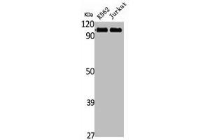 Western Blot analysis of K562 Jurkat cells using Striatin Polyclonal Antibody (Striatin antibody  (C-Term))