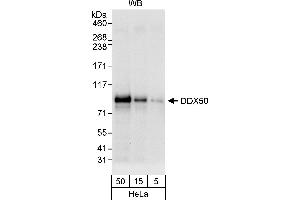 Western Blotting (WB) image for anti-DEAD (Asp-Glu-Ala-Asp) Box Polypeptide 50 (DDX50) (AA 687-737) antibody (ABIN7453072)