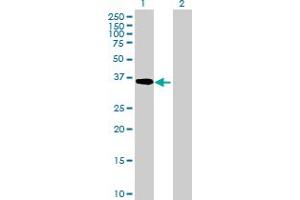Western Blot analysis of ADH5 expression in transfected 293T cell line by ADH5 MaxPab polyclonal antibody.