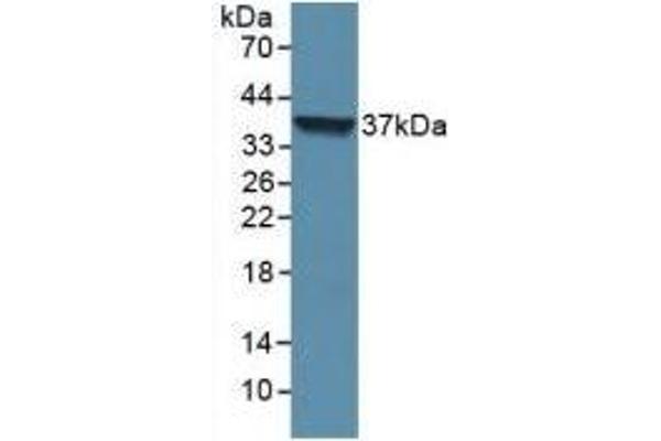 LOR antibody