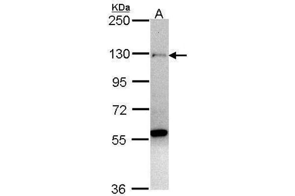 ZNF574 antibody