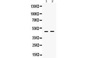 Anti-  ING1 Picoband antibody, Western blottingAll lanes: Anti ING1  at 0. (ING1 antibody  (Middle Region))