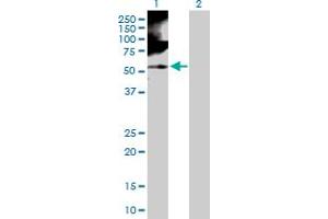 Western Blot analysis of RBMS1 expression in transfected 293T cell line by RBMS1 MaxPab polyclonal antibody. (RBMS1 antibody  (AA 1-406))