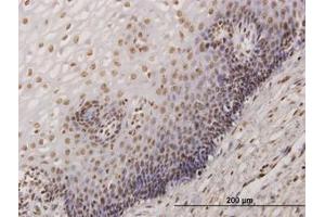 Image no. 2 for anti-KH-Type Splicing Regulatory Protein (KHSRP) (AA 151-240) antibody (ABIN599049) (KHSRP antibody  (AA 151-240))