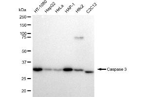 Western blotting analysis using Caspase 3 antibody (ABIN7797893).