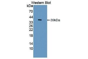 Western Blotting (WB) image for anti-phospholipid Scramblase 1 (PLSCR1) (AA 1-318) antibody (ABIN1869870) (PLSCR1 antibody  (AA 1-318))