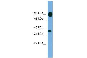WB Suggested Anti-PCDHB15 Antibody Titration:  0. (PCDHB15 antibody  (N-Term))