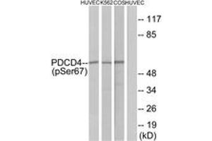Western blot analysis of extracts from HuvEc cells, K562 cells and COS-7 cells, using PDCD4 (Phospho-Ser67) Antibody. (PDCD4 antibody  (pSer67))
