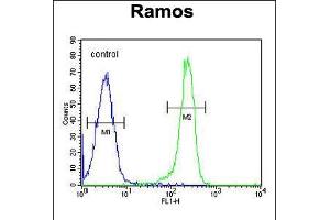 Flow cytometric analysis of Ramos cells (right histogram) compared to a negative control cell (left histogram). (PDE4B antibody  (AA 189-217))