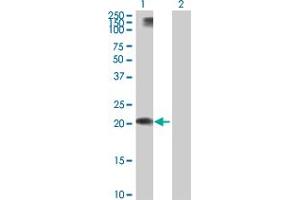 Western Blot analysis of APOL1 expression in transfected 293T cell line by APOL1 MaxPab polyclonal antibody. (APOL1 antibody  (AA 1-238))