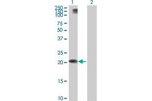 Western Blot analysis of APOL1 expression in transfected 293T cell line by APOL1 MaxPab polyclonal antibody.