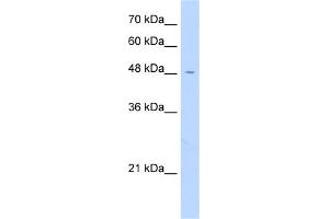 WB Suggested Anti-FAM113A Antibody Titration:  0. (FAM113A antibody  (N-Term))