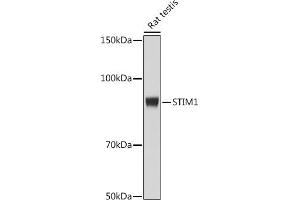 Western blot analysis of extracts of Rat testis cells, using STIM1 antibody (ABIN7270609) at 1:500 dilution. (STIM1 antibody)