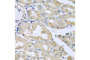 HS1BP3 antibody  (AA 1-200)