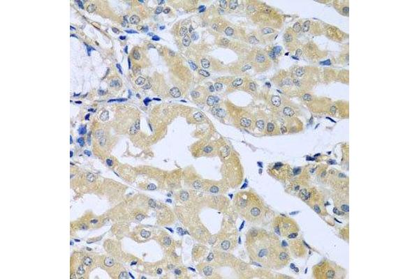 HS1BP3 antibody  (AA 1-200)
