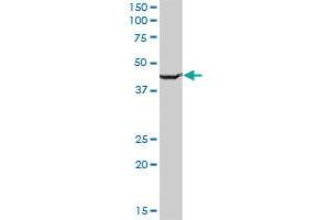 SLC25A24 antibody  (AA 1-477)