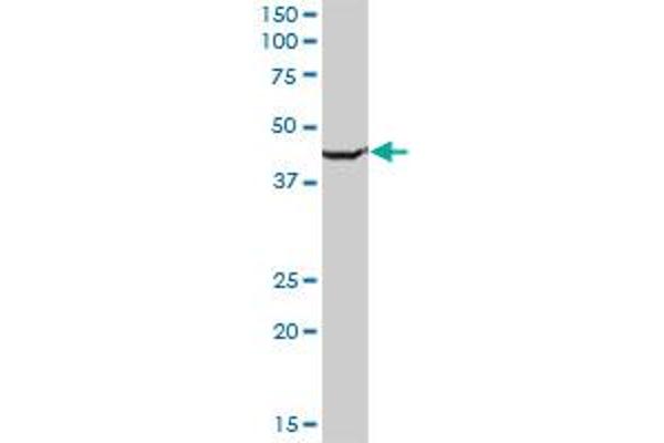 SLC25A24 antibody  (AA 1-477)