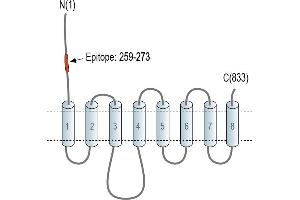 anti-Solute Carrier Family 39 (Zinc Transporter), Member 10 (SLC39A10) (AA 259-273), (Extracellular), (N-Term) antibody (FITC)