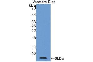 Western Blotting (WB) image for anti-Thymosin beta-4 (TMSB4X) (AA 1-44) antibody (ABIN1078568) (TMSB4X antibody  (AA 1-44))