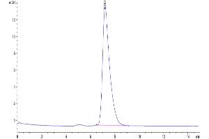 The purity of Human IL-18RAP is greater than 95 % as determined by SEC-HPLC. (IL18RAP Protein (His tag))