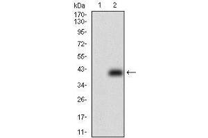Western blot analysis using ABCB1 mAb against HEK293 (1) and ABCB1 (AA: 632-693)-hIgGFc transfected HEK293 (2) cell lysate. (ABCB1 antibody  (AA 632-693))