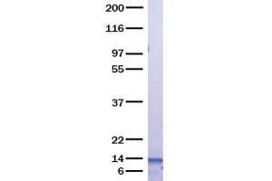 Validation with Western Blot (CCL16 Protein)