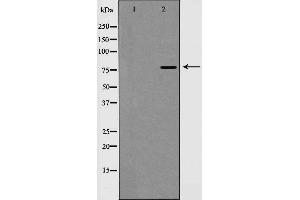 Western blot analysis of EZH1 expression in A549 cells,The lane on the left is treated with the antigen-specific peptide.