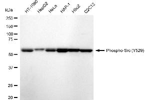 Western blotting analysis using Phospho-Src (Y529) antibody (ABIN7800051). (Recombinant Src antibody  (pTyr529))