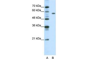 Western Blotting (WB) image for anti-Pre-B-Cell Leukemia Homeobox Protein 2 (PBX2) antibody (ABIN2461667) (PBX2 antibody)