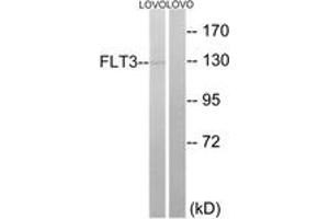 Western blot analysis of extracts from LOVO cells, using FLT3 (Ab-599) Antibody. (FLT3 antibody  (AA 565-614))