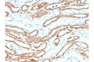 Formalin-fixed, paraffin-embedded human kidney stained with Aurora B Recombinant Mouse Monoclonal Antibody (rAURKB/1592). (Recombinant Aurora Kinase B antibody  (AA 89-251))