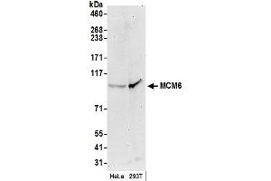 Western Blotting (WB) image for anti-Minichromosome Maintenance Complex Component 6 (MCM6) (C-Term) antibody (ABIN7449392) (MCM6 antibody  (C-Term))