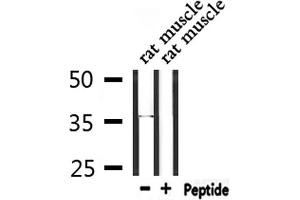 Western blot analysis of extracts from rat muscle, using RNF41 Antibody.