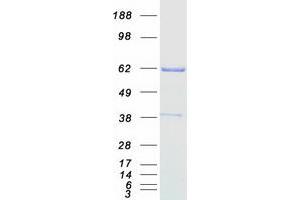 Validation with Western Blot (CHAF1B Protein (Myc-DYKDDDDK Tag))